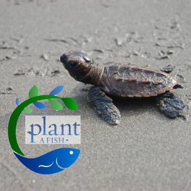 PLANT A FISH INC's Photo