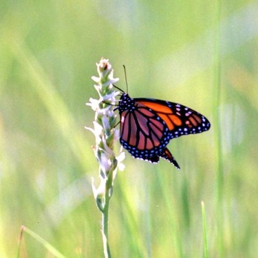 Rocky Mountain Wild's Photo