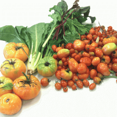 AMPLEHARVEST ORG's Photo