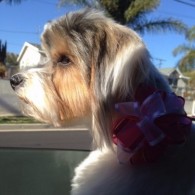 Supporting Best Friends Animal Society - NKLA