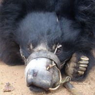 Team Organizer's Photo